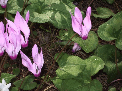 CYCLAMEN EUROPAEUM